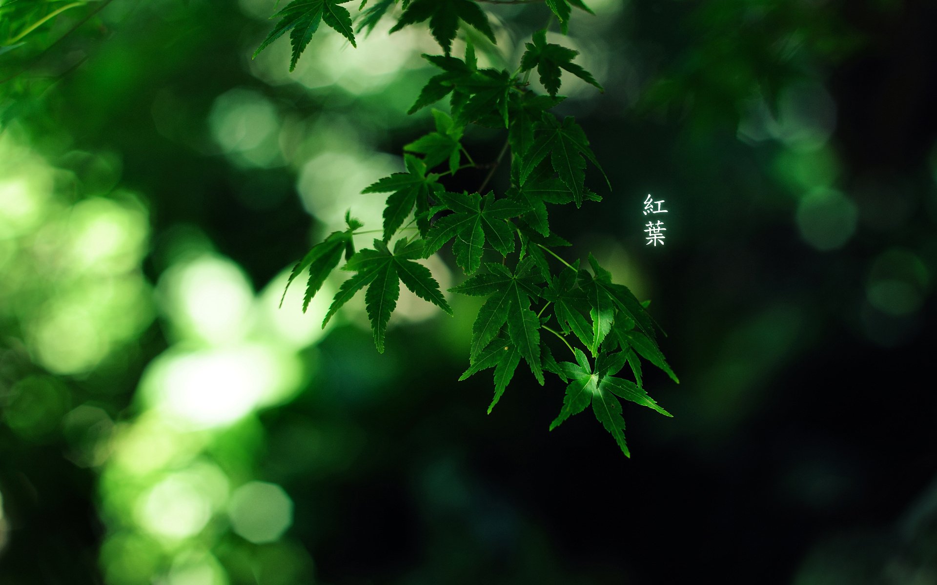 Close-up of vibrant green leaves in a natural setting with soft, blurred greenery in the background.