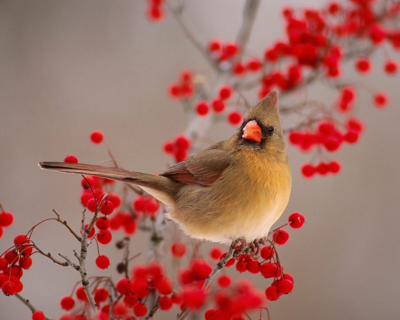 A bird perched on a branch covered with bright red berries, showcasing the vibrant colors of nature.