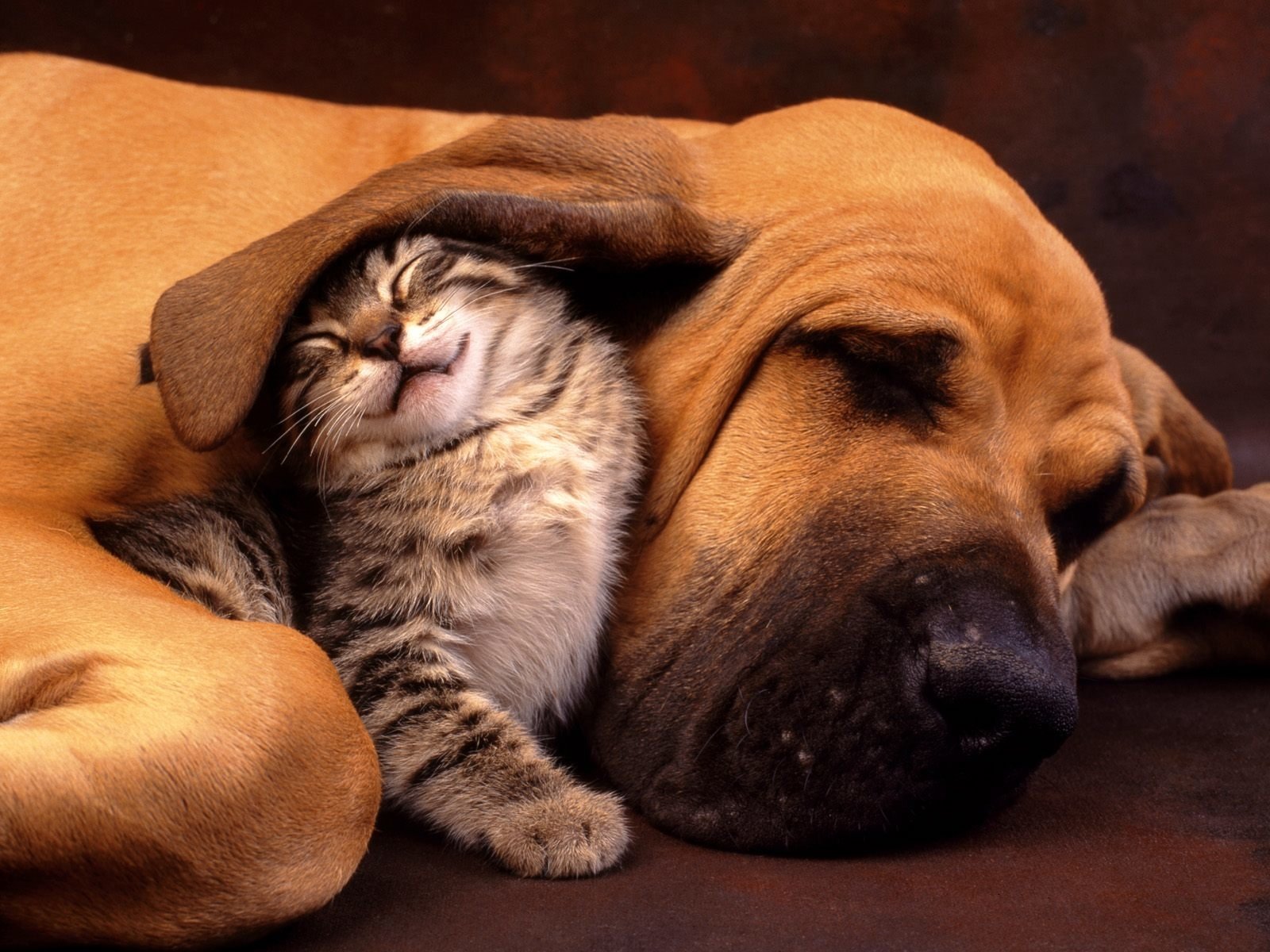 A cat snuggles comfortably against a sleeping dog, showcasing a heartwarming bond between the two animals. The scene captures their peaceful coexistence beautifully.