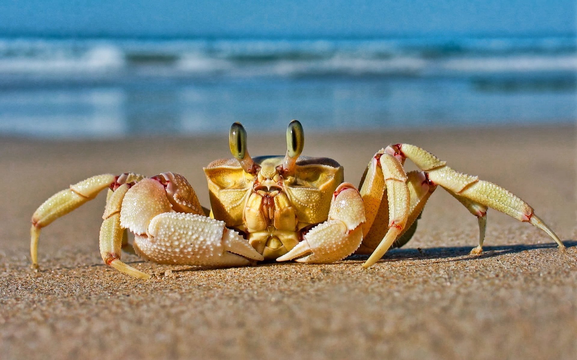 Animal crab Image