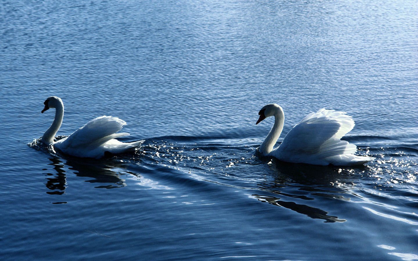 Animal swan Image