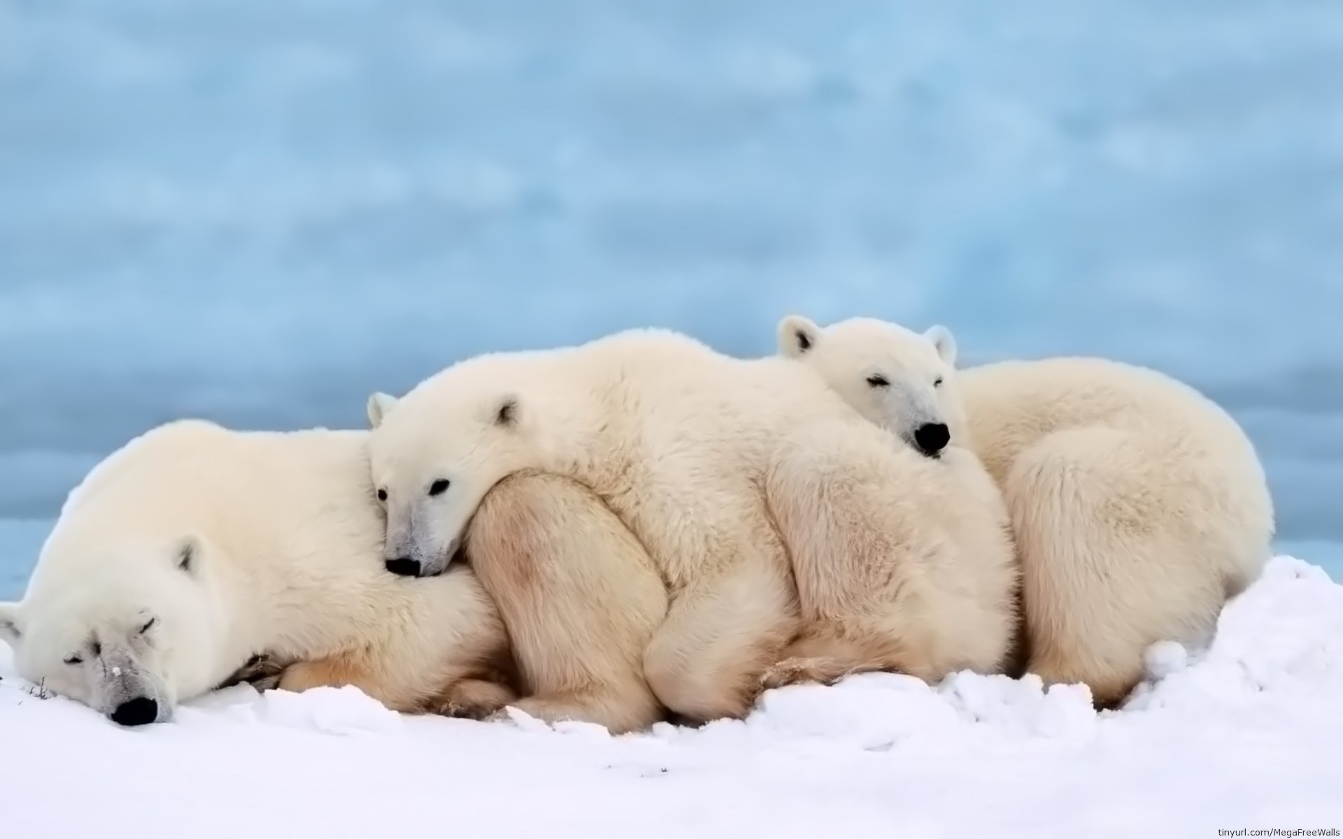 Polar Bear Trio Image - ID: 267912 - Image Abyss