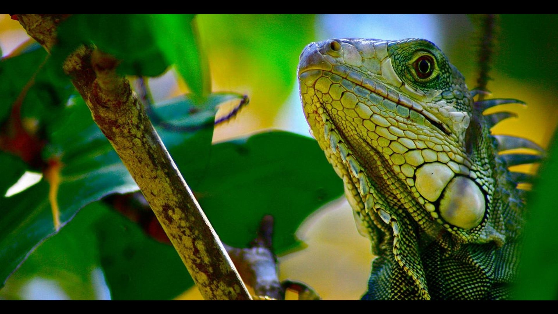Animal iguana Image