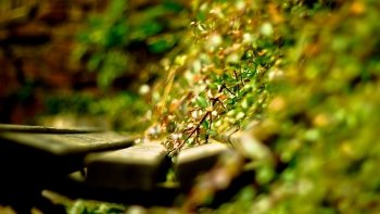 Preview Image 267394