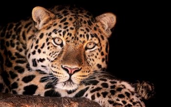Sub-Gallery ID: 3952 Leopards