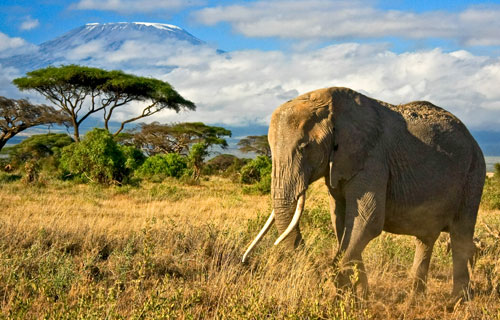 African Elephant by Danielle Mussman