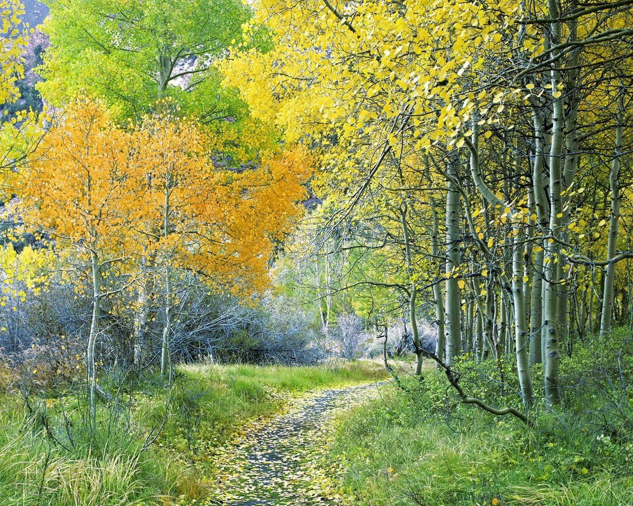 Download Nature Path Image