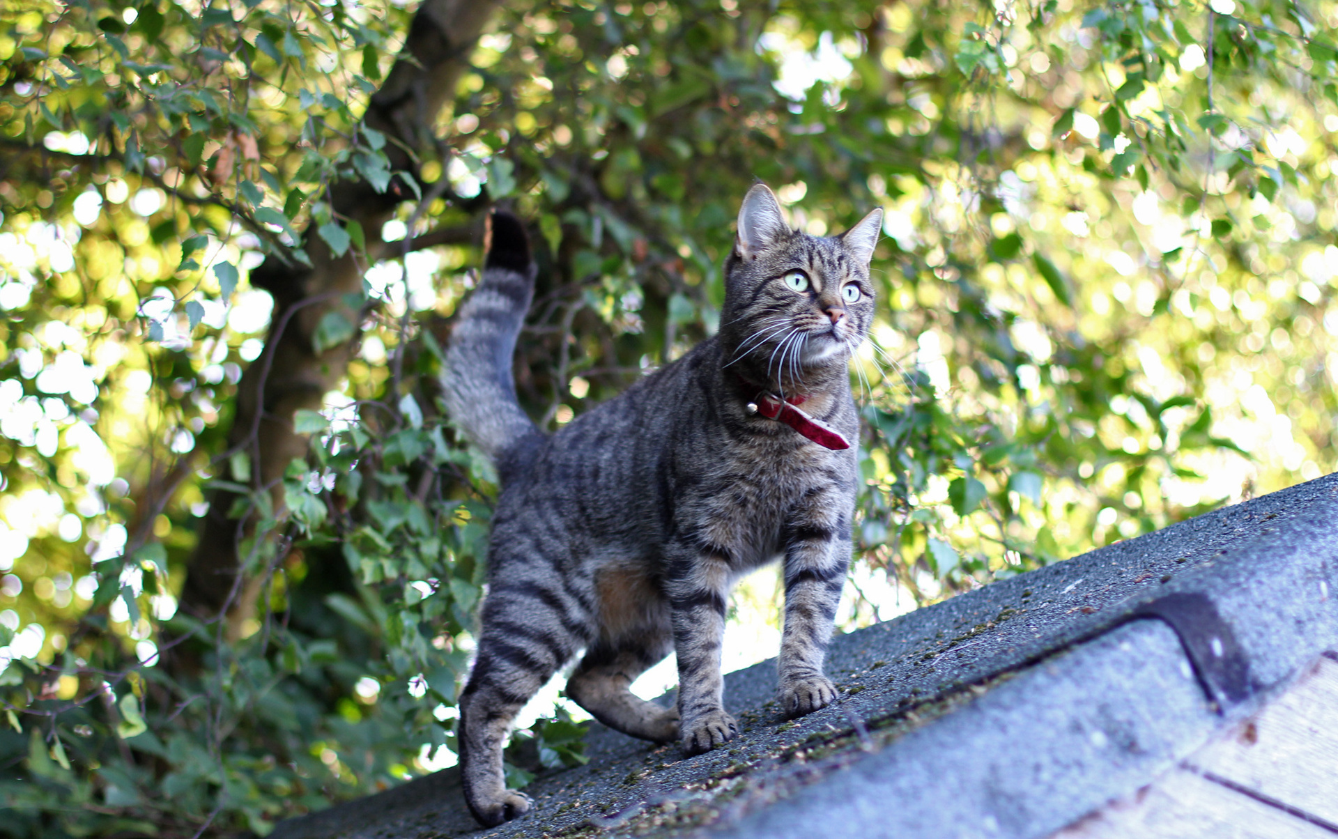 Кошки когда можно на улицу. Коты. Котик на улице. Полосатый кот. Серая кошка на улице.