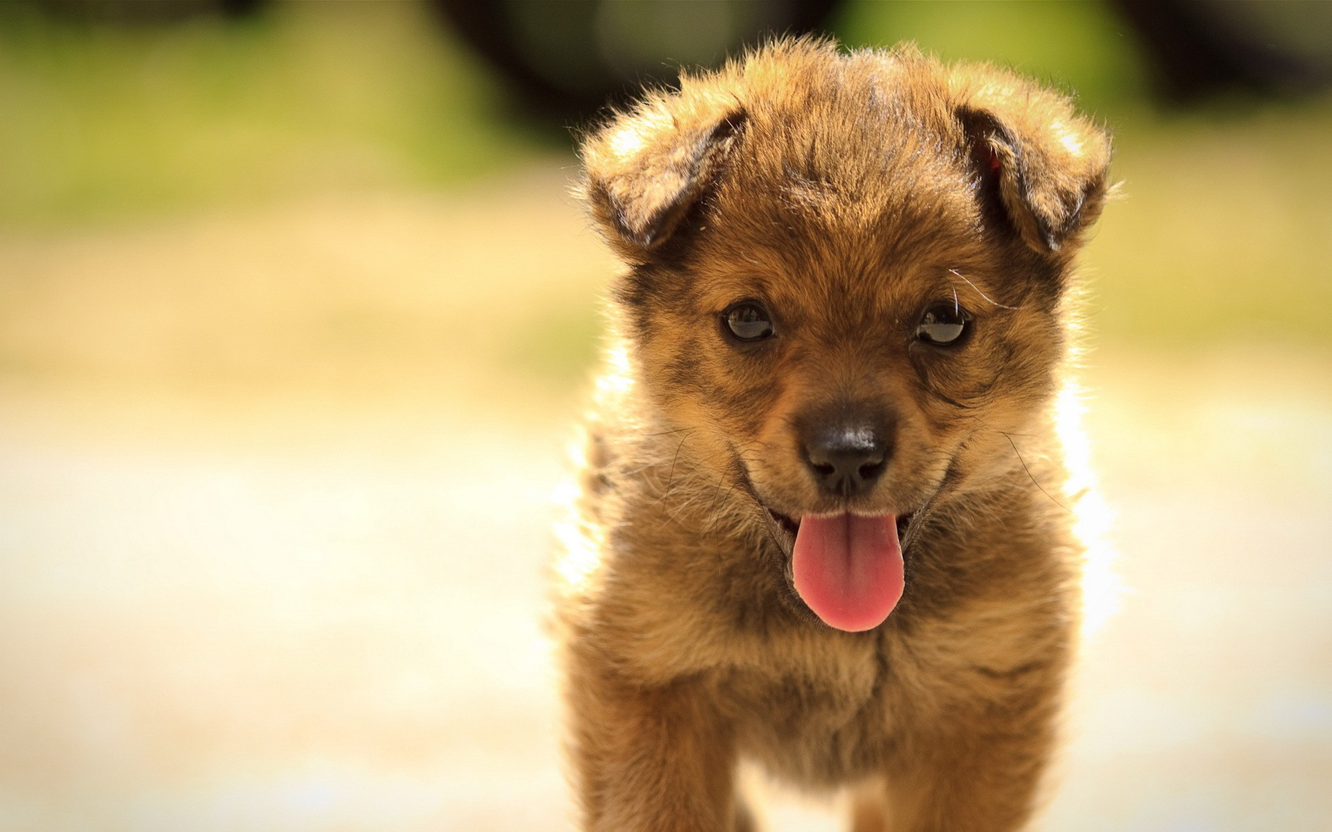 Dog Picture
