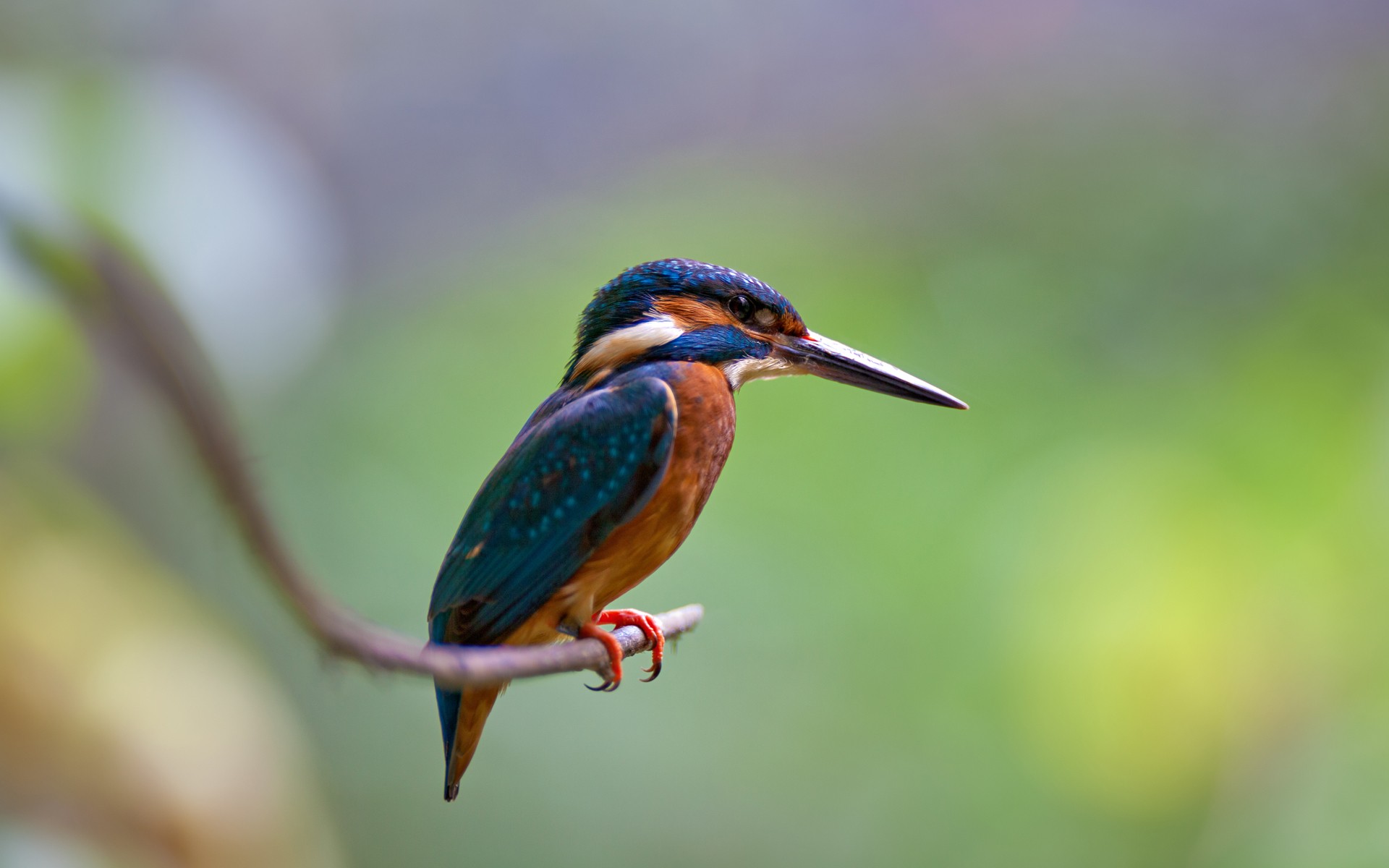 Kingfisher Picture