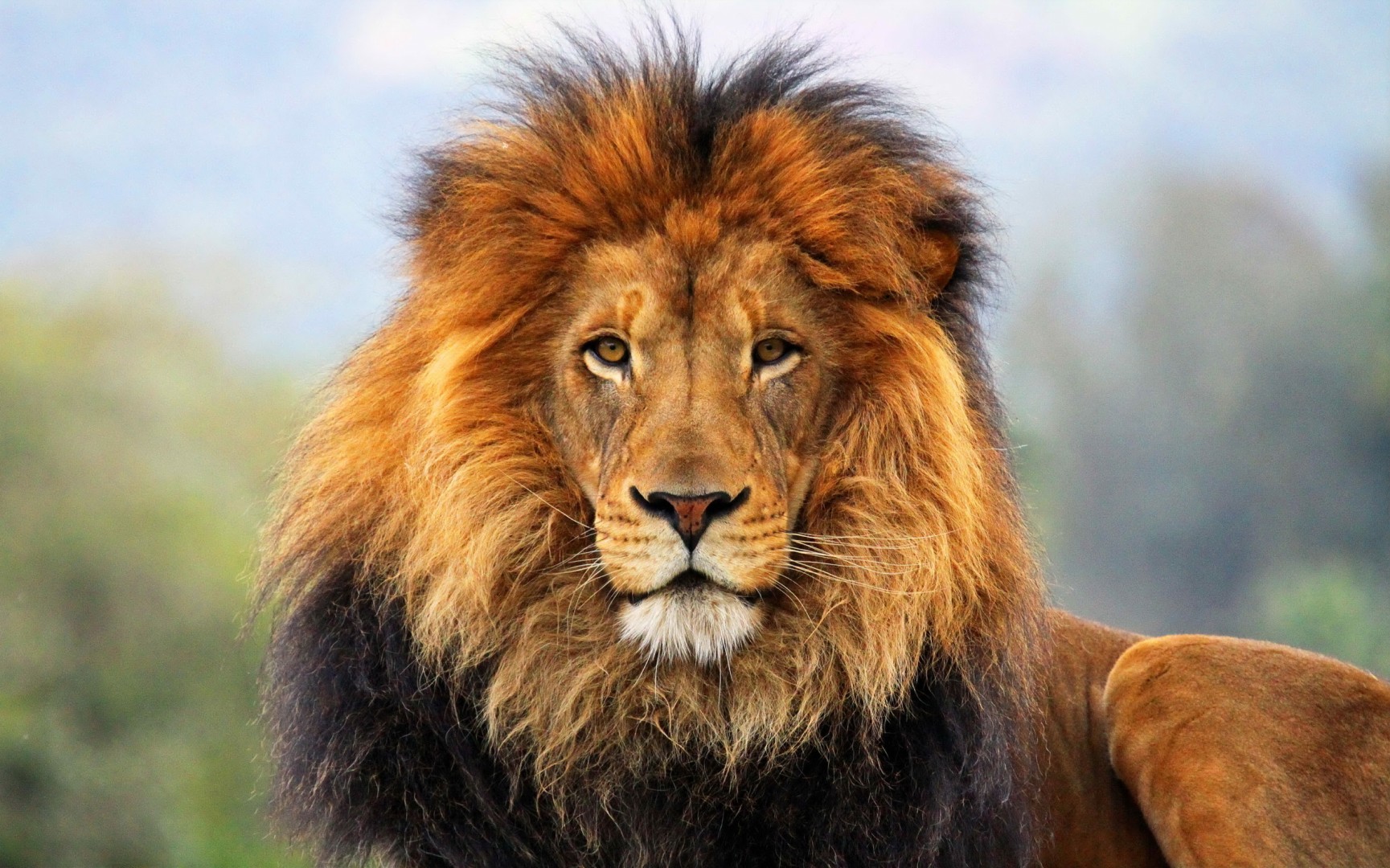 Lion Picture