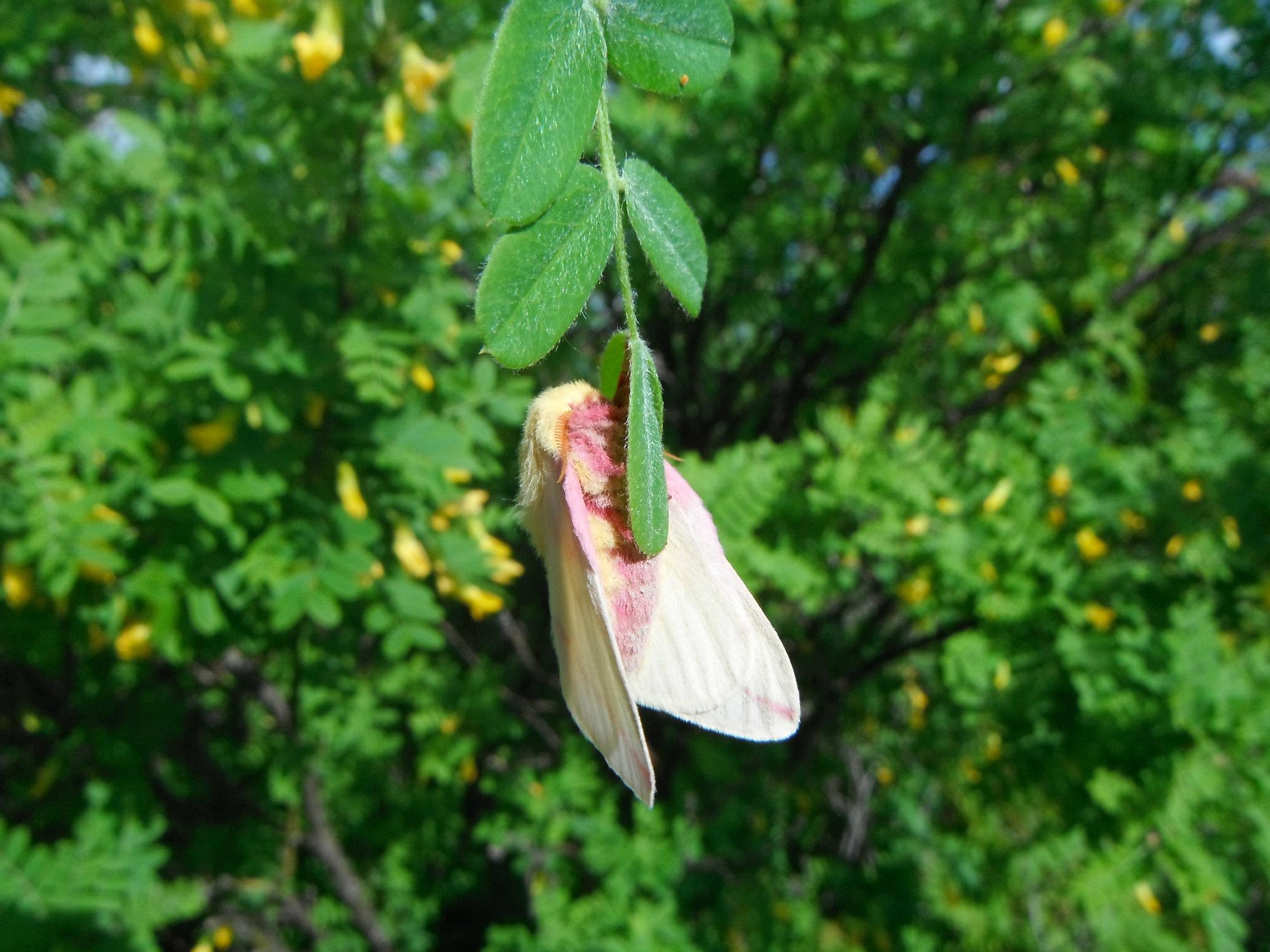 Rosy Maple Moth  by brokefange