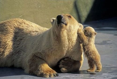 A bear lies on the ground while a small bear cub nuzzles its face affectionately.