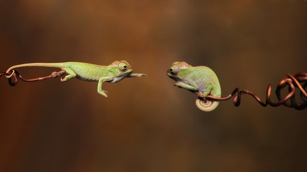  Baby Chameleons