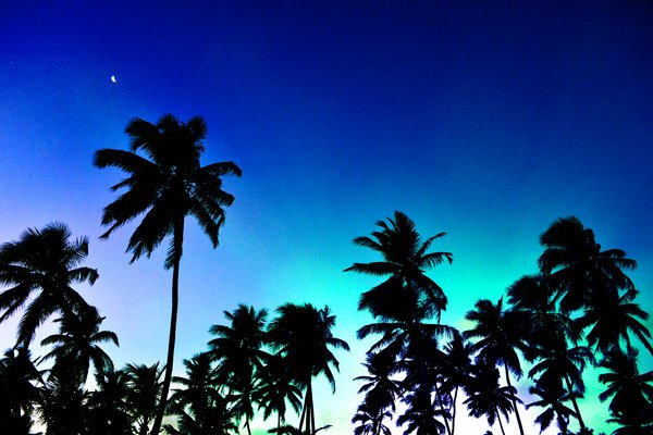 Silhouettes of tall palm trees against a vibrant blue and green twilight sky, showcasing the natural beauty of plants in a serene outdoor setting.