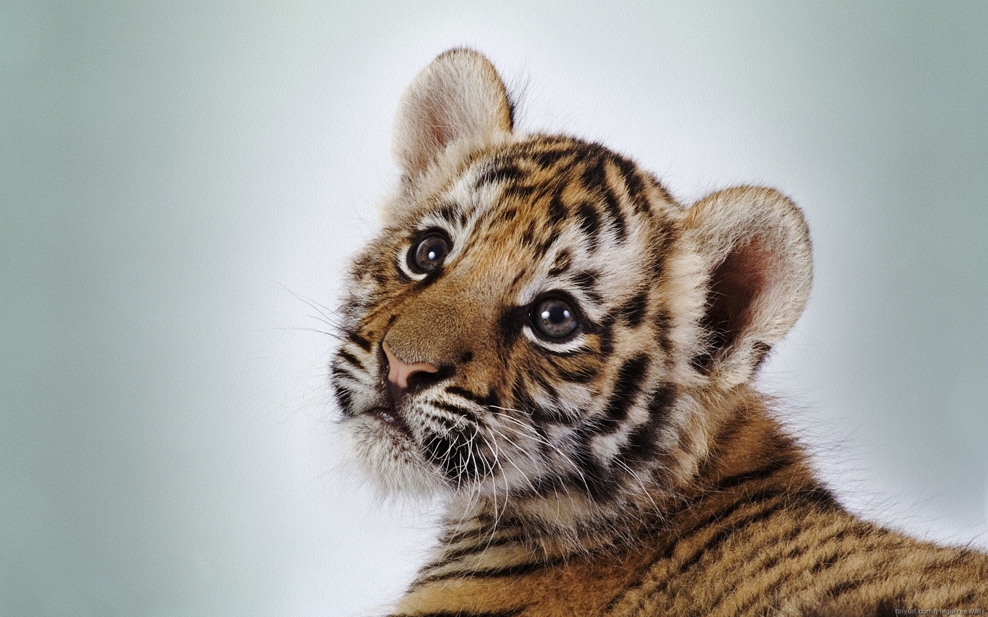 A close-up of a playful baby tiger cub with striking orange and black stripes, looking inquisitively to the side against a soft, blurred background.