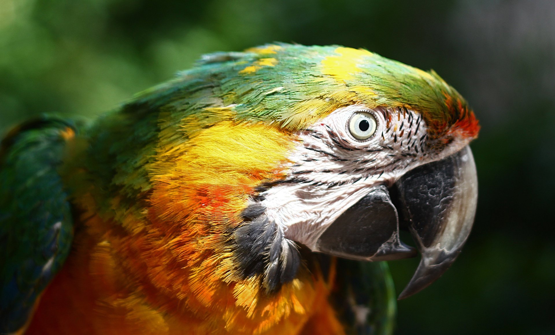 Close-up of a colorful macaw (animal) showing green, yellow and orange plumage and a strong curved beak.