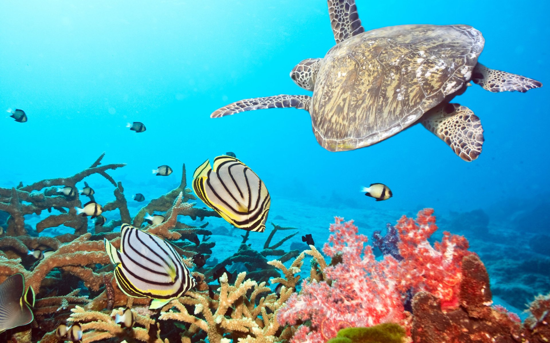 Animal sea life Image