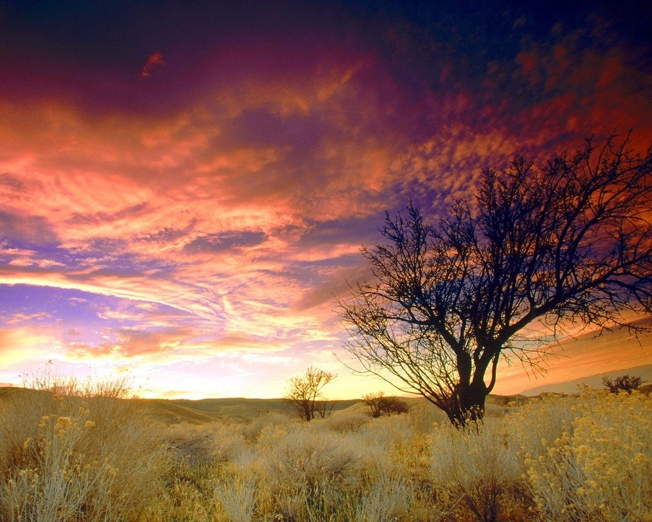 A scenic sunset casts vibrant colors over a landscape featuring tall grasses and a solitary tree, showcasing the beauty of nature in a tranquil setting.
