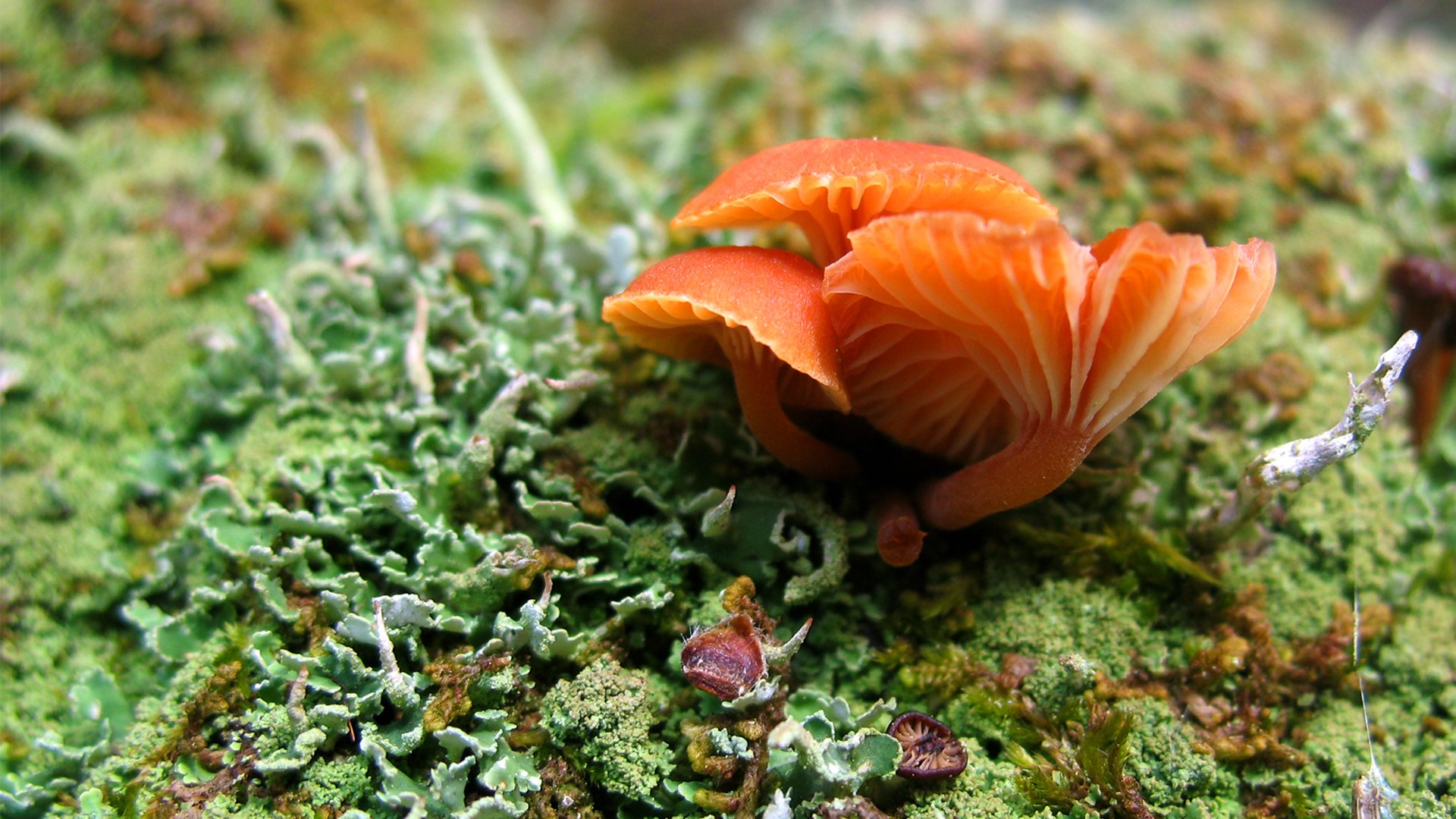 Animal sea life Image