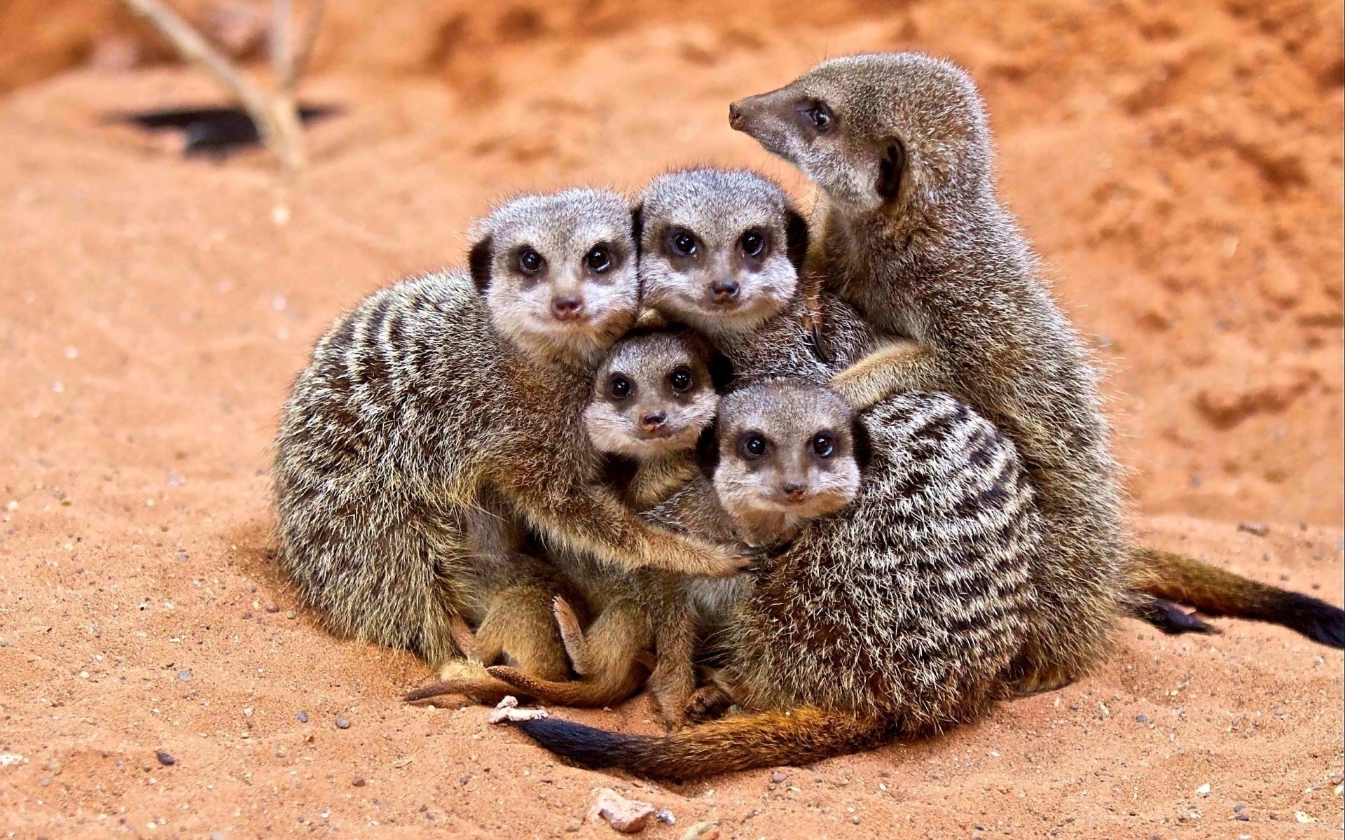 A group of five meerkats huddled closely together on sandy ground, displaying their distinctive striped fur and alert expressions.