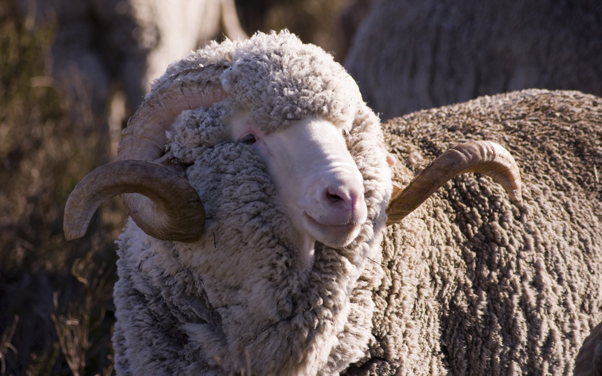 Animal sheep Image