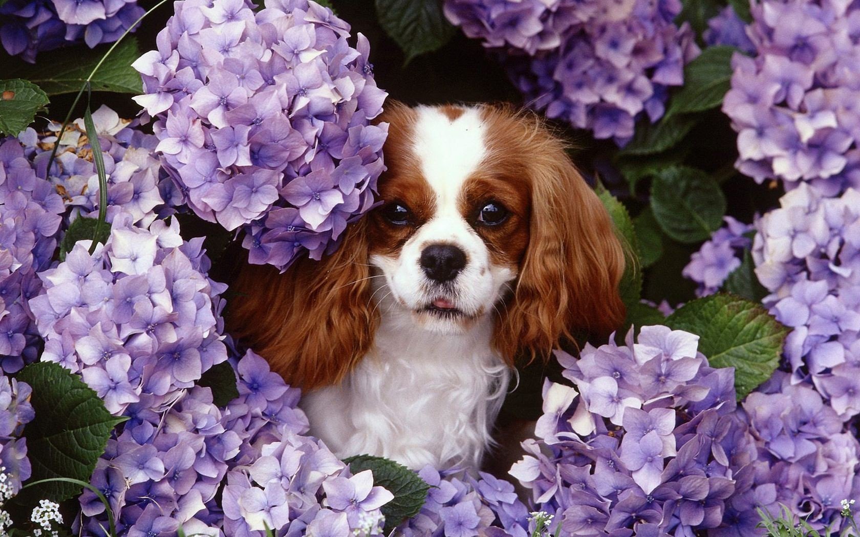 A King Charles Spaniel peeks through a cluster of vibrant purple hydrangea flowers.
