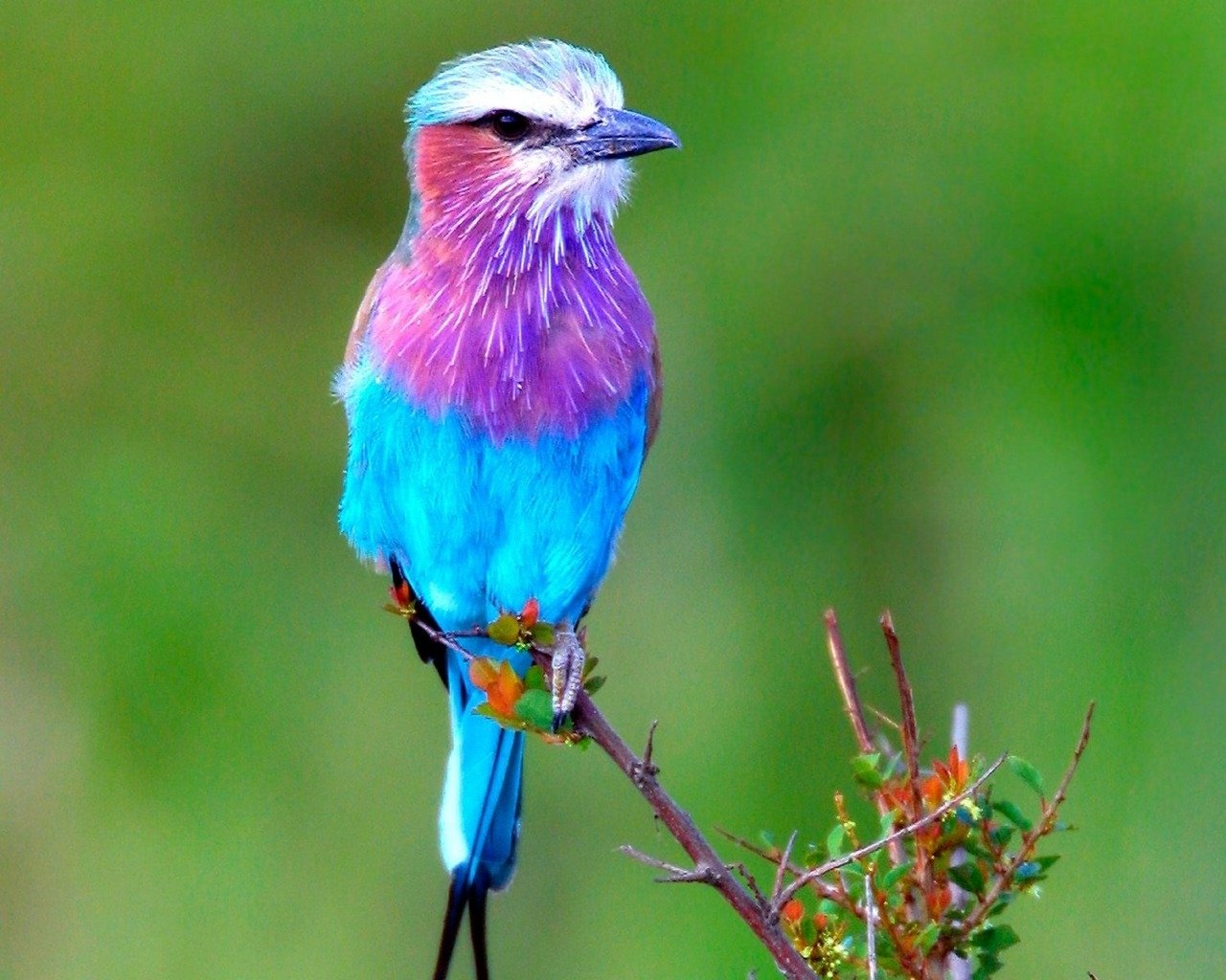 A vibrant bird with a colorful plumage of purple, blue, and pink perches on a branch, surrounded by lush greenery. Its striking colors stand out beautifully in the natural setting.