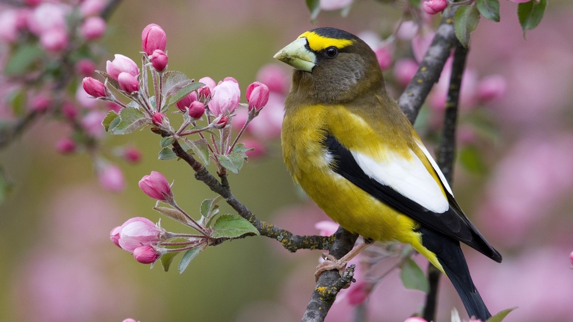 A yellow-and-black bird, an animal, perches on a branch of pink spring blossoms.