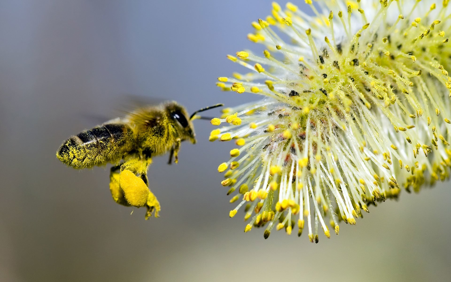 bee-in-flight-image-id-268628-image-abyss