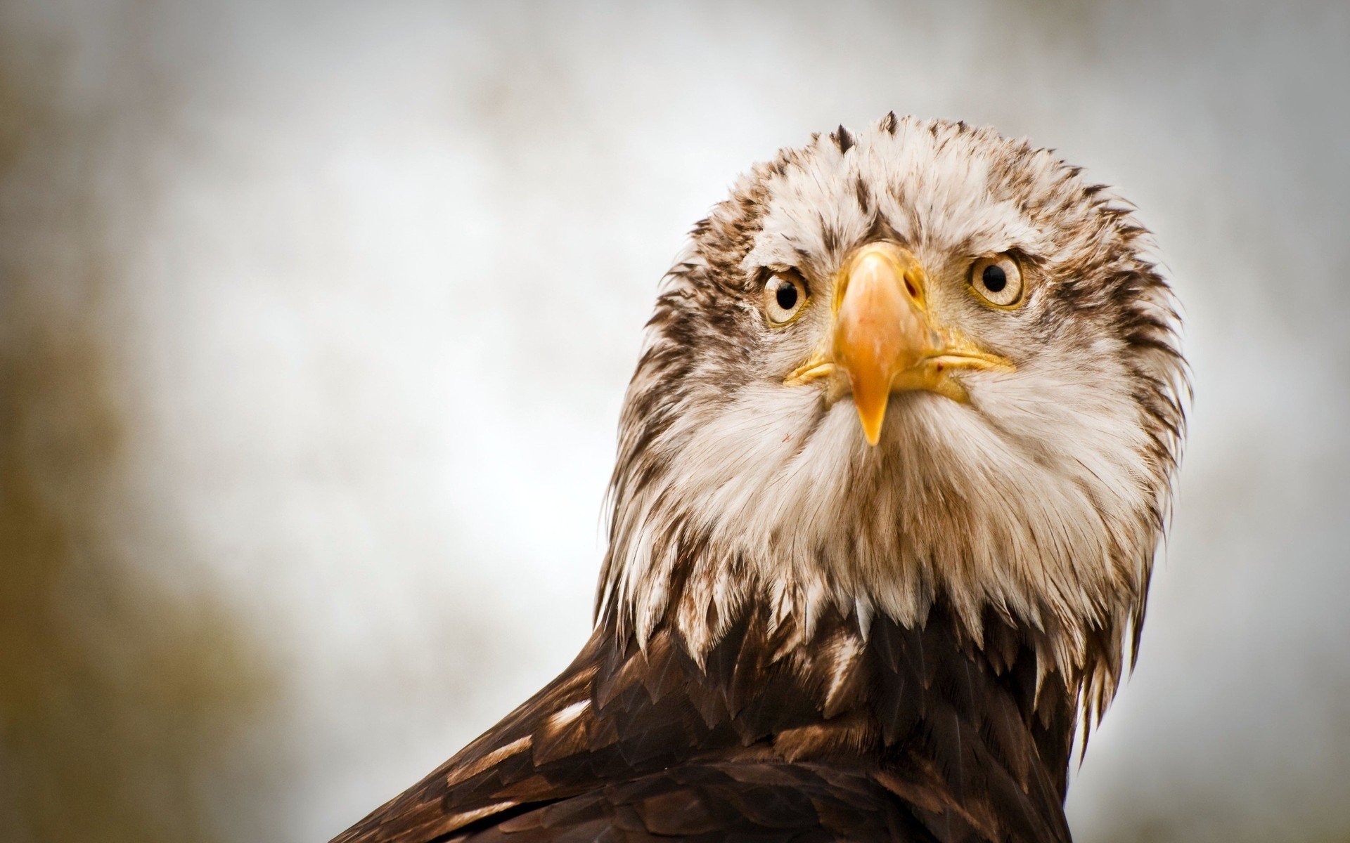 A close-up of a bald eagle, showcasing its intense eyes and distinctive beak, with feathers slightly ruffled, against a blurred background.