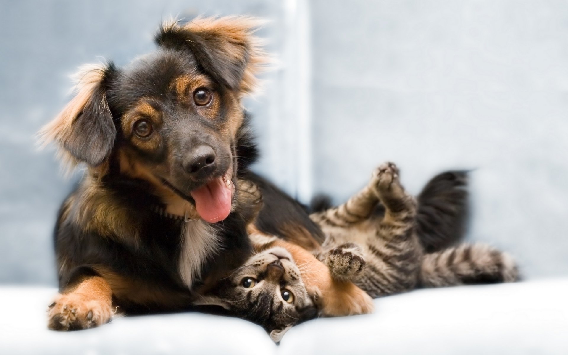 A playful dog lying on a couch with a relaxed tabby cat nestled beside it.