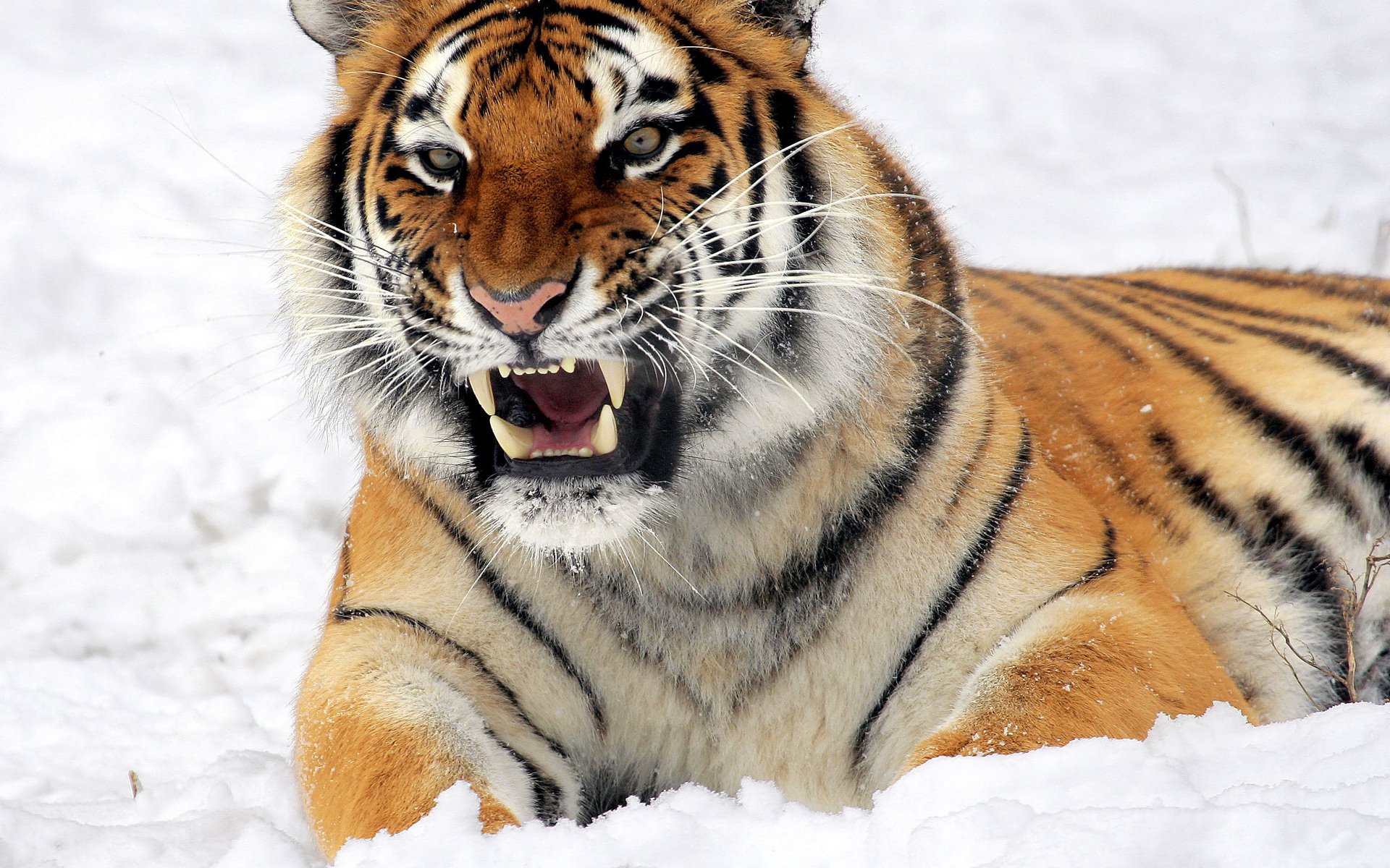 A fierce tiger with striking orange and black stripes snarls while lying on snow, showcasing its powerful presence in a wintry landscape.