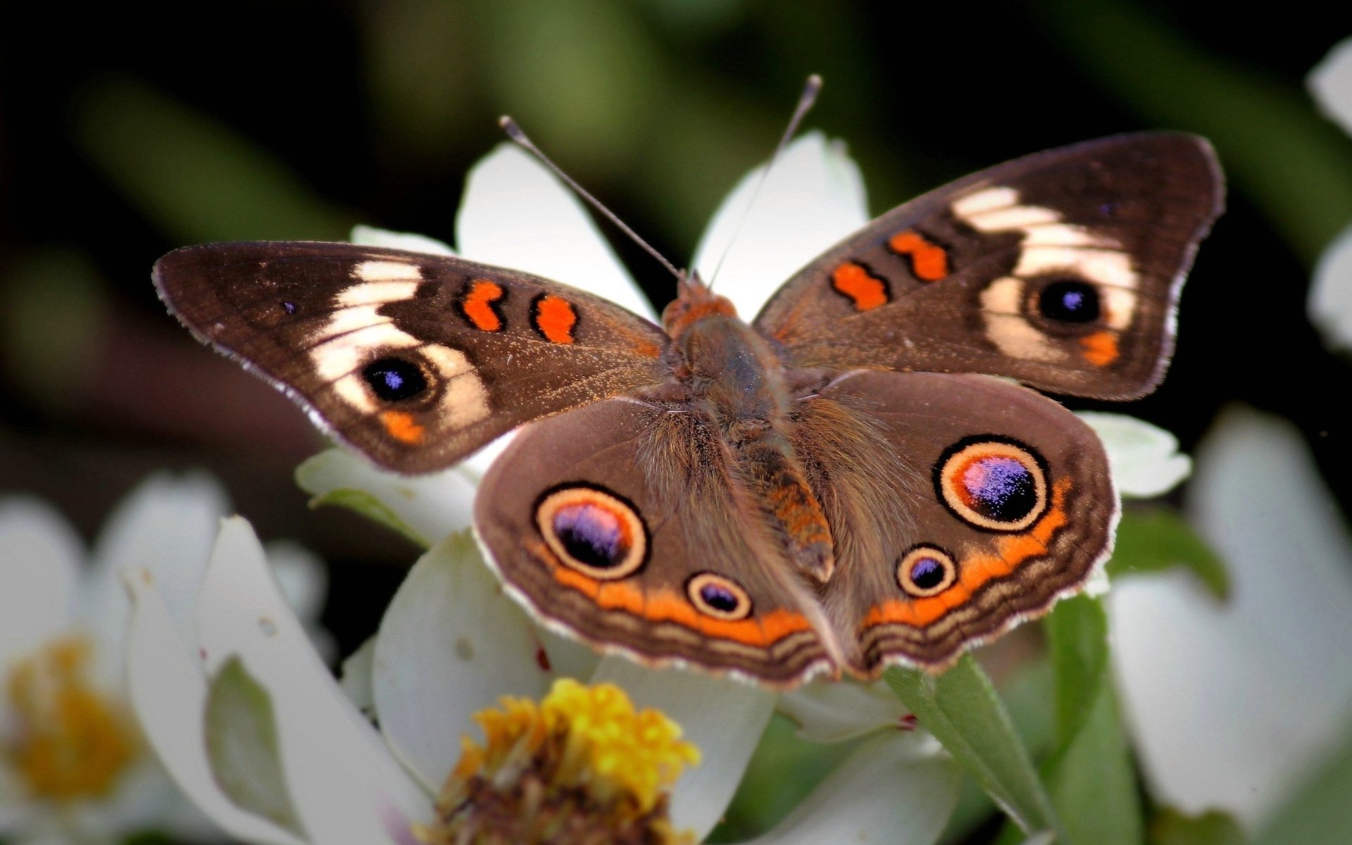 A vibrant butterfly with striking orange and blue patterns rests on white flowers, showcasing its delicate wings against a natural background.