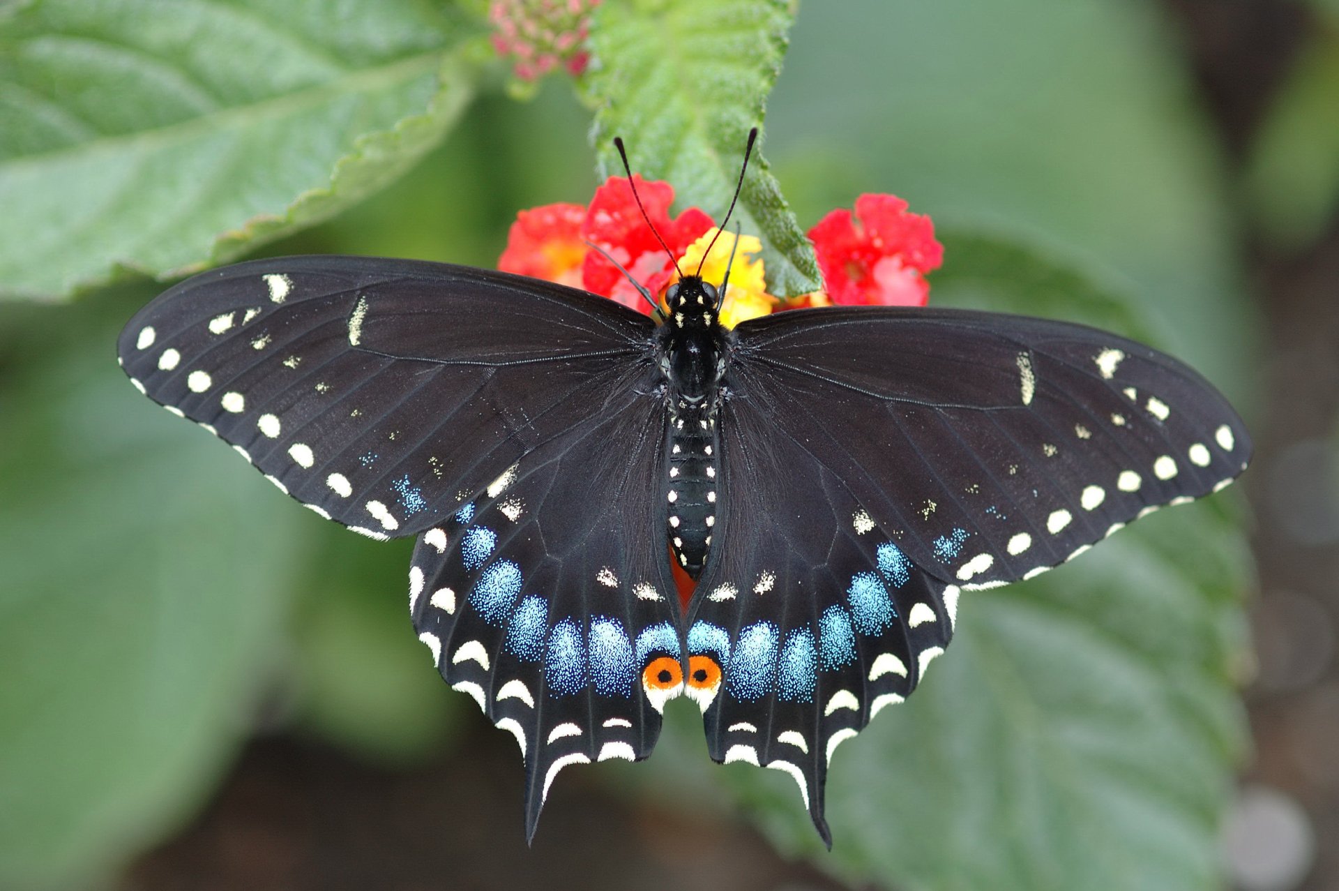 A striking butterfly with black wings adorned with blue and white markings rests on vibrant flowers, showcasing the beauty of nature's delicate creatures.