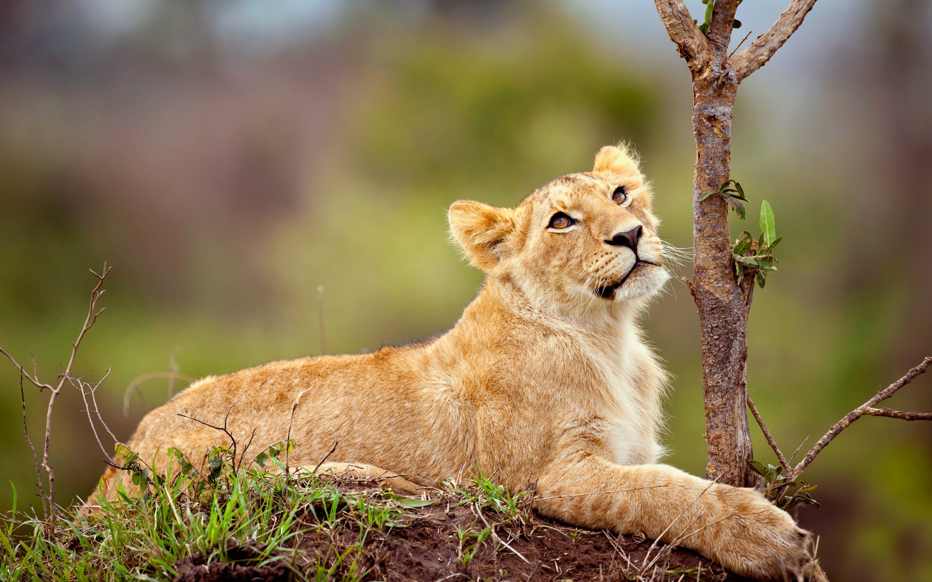A playful lion cub rests on a grassy mound, gazing curiously at a nearby tree, surrounded by lush greenery in its natural habitat.