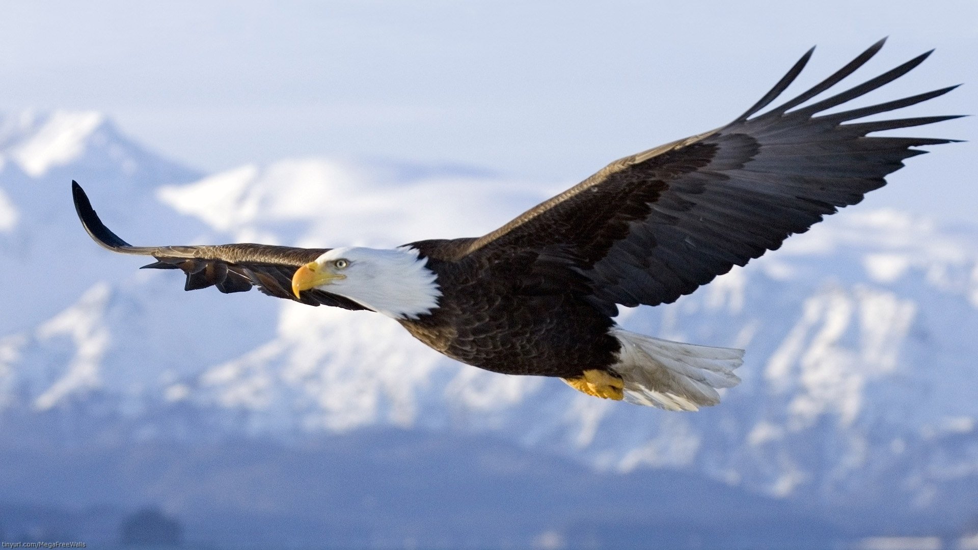 A majestic bald eagle soars gracefully through the sky, showcasing its impressive wingspan against a backdrop of snow-capped mountains.
