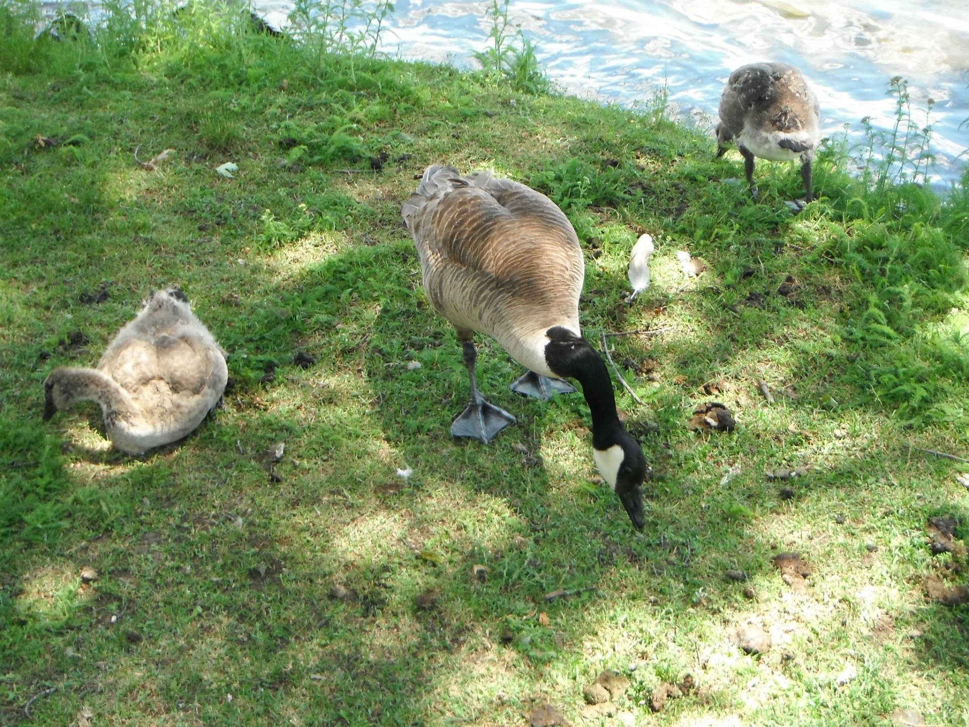 Canadian Geese 
