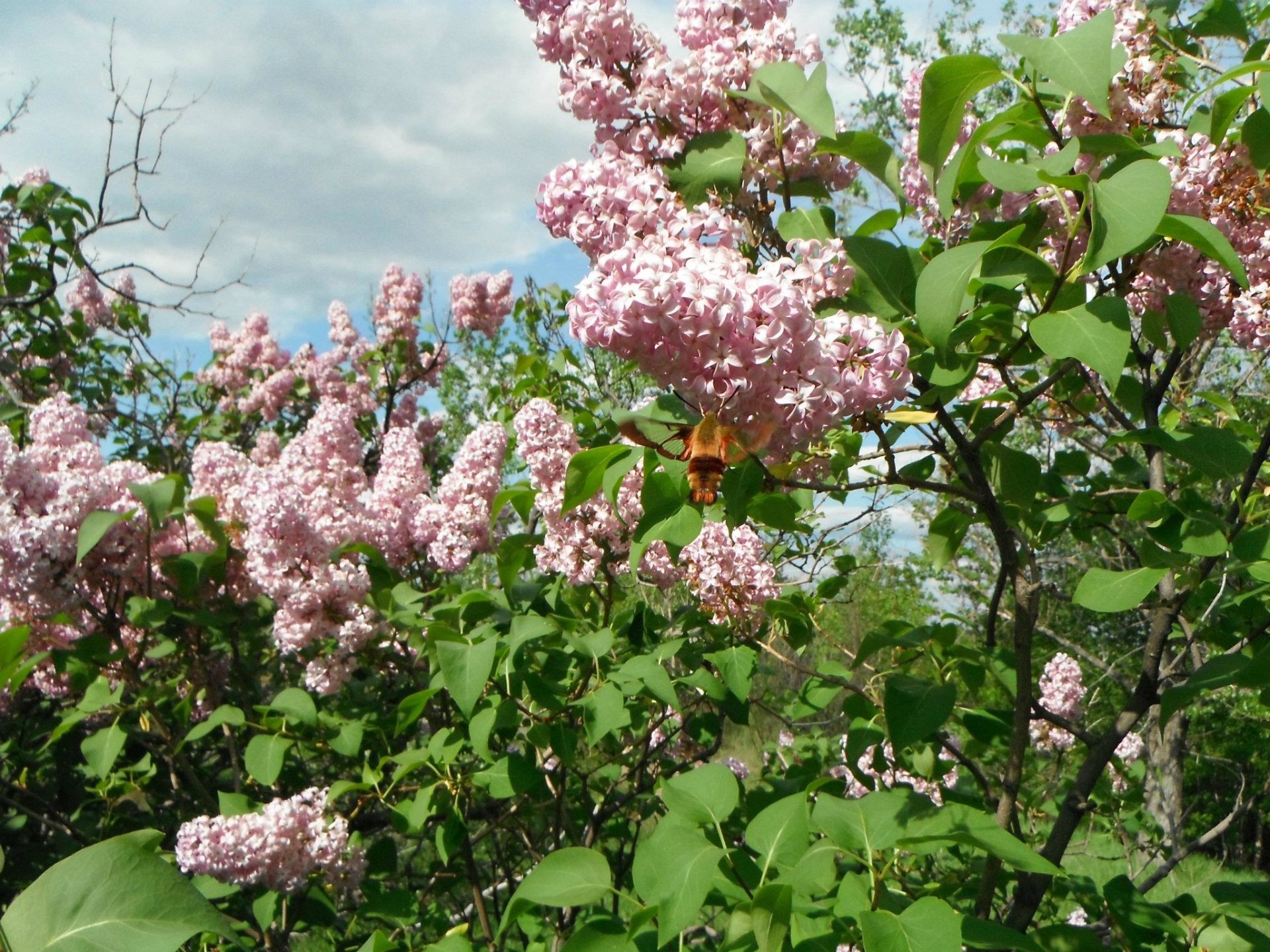  Clearwing Hummingbird Moth