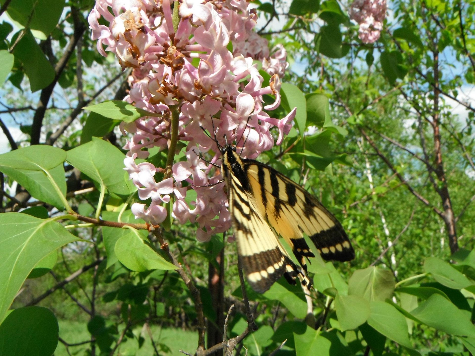  Canadian Tiger Swallowtail 