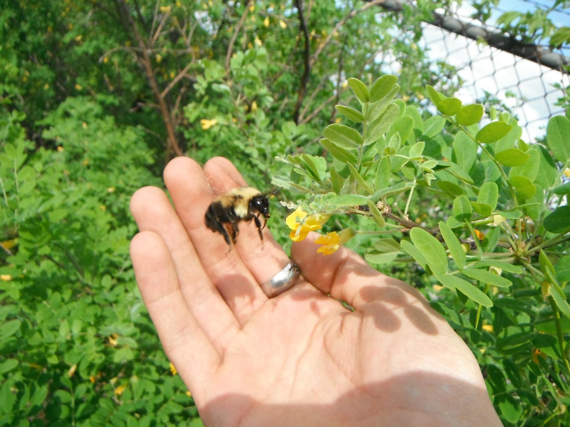  Bumble bee