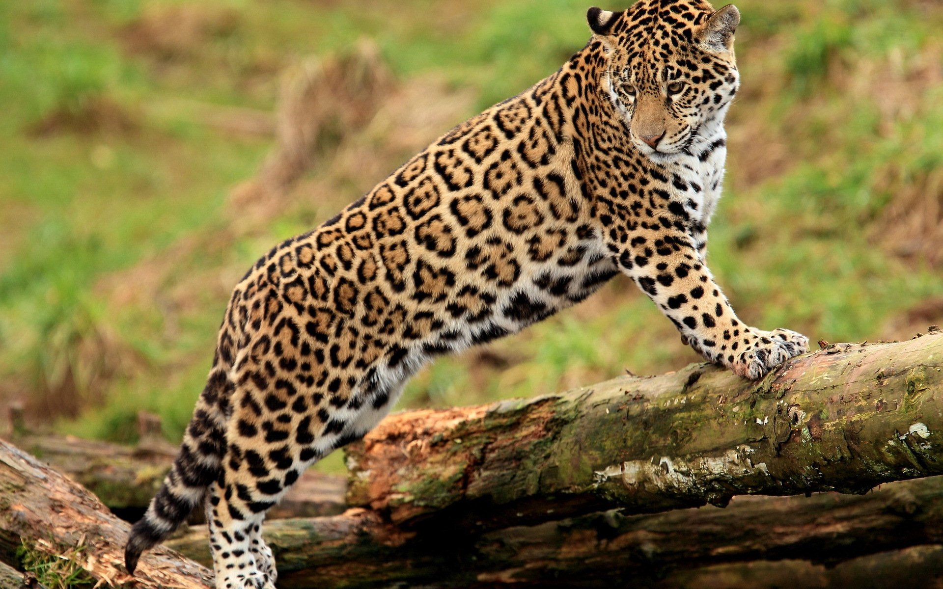 Jaguar Image Id 268934 Image Abyss