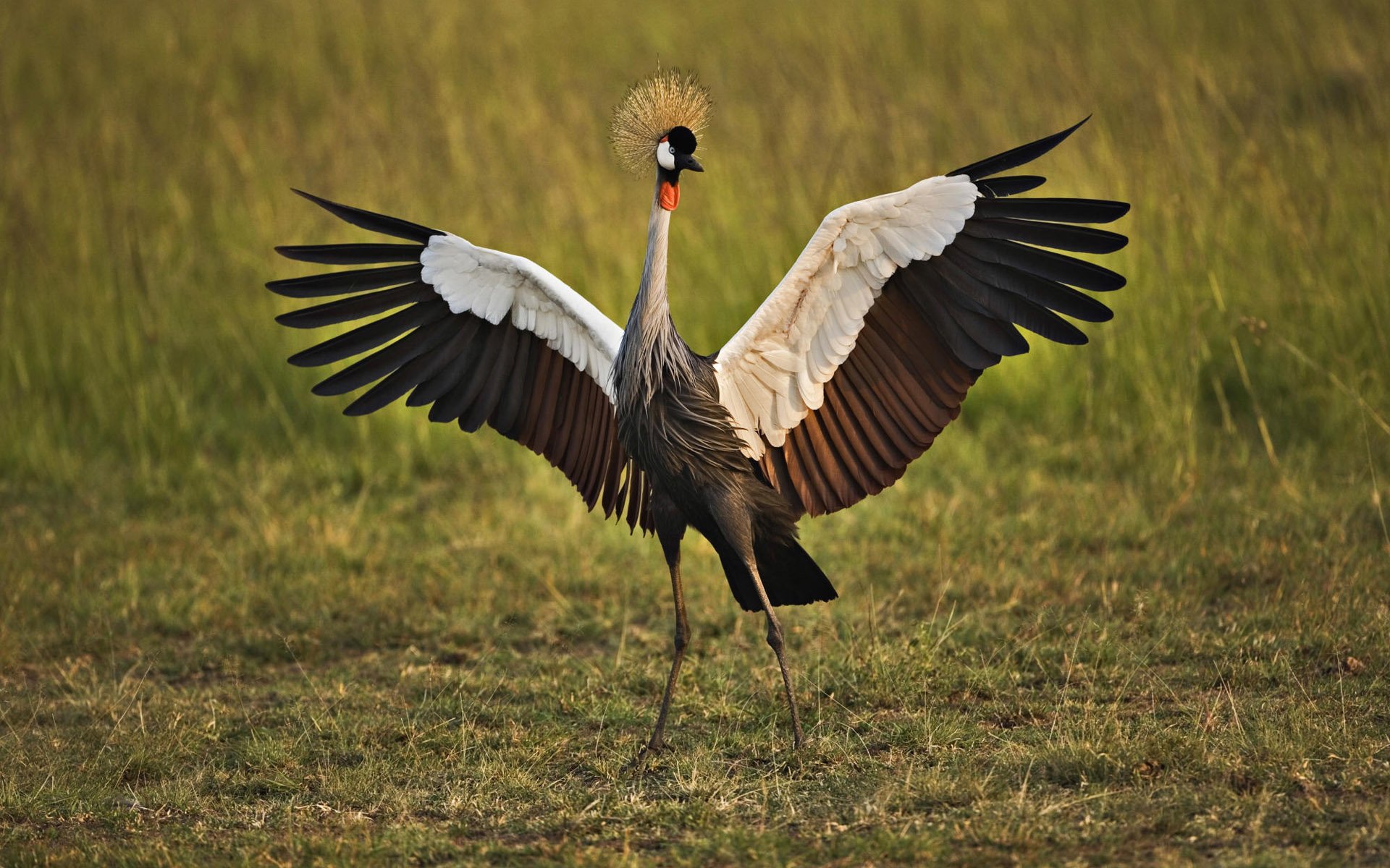 Animal Grey crowned crane Image