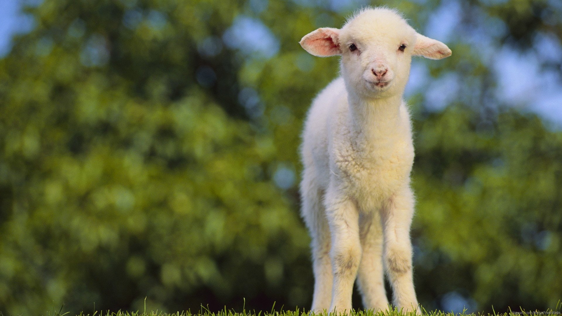 Close-up of a cute baby lamb standing on grass with a soft depth of field highlighting the sheep against a blurred green background.