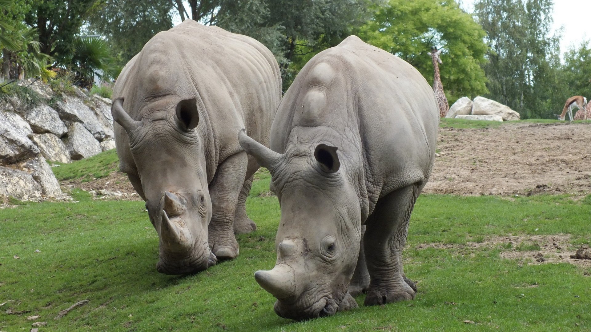 Rhinoceroses Image - ID: 268974 - Image Abyss