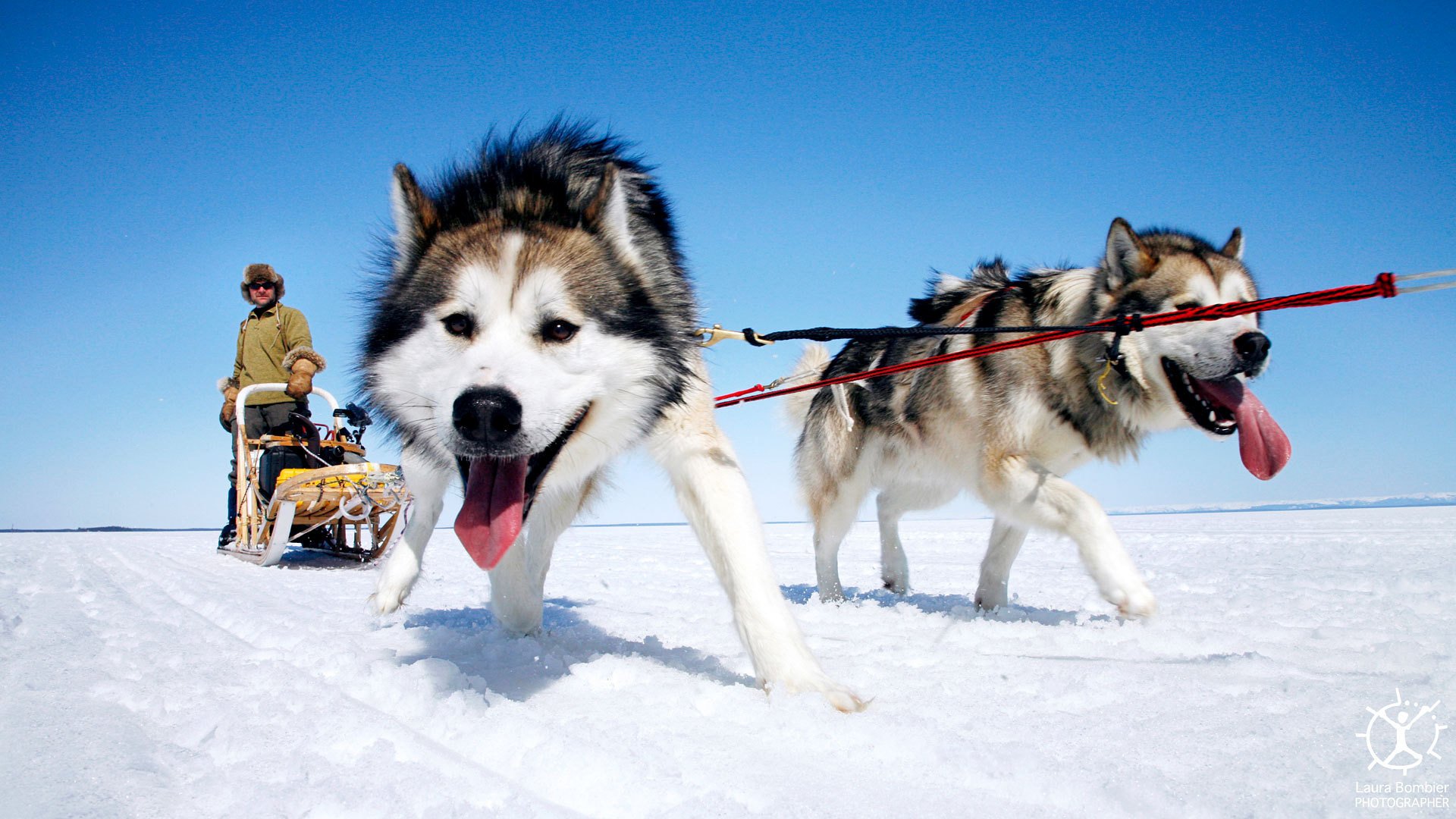 Sled Dogs - Image Abyss