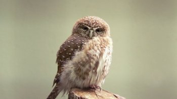 Preview Image 268191