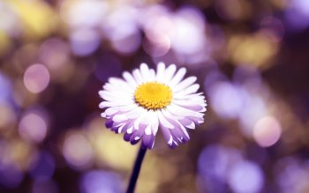 Preview Flower