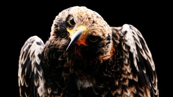 Preview Image 268705