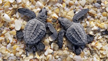 Preview Image 268873